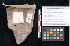 Foto (Objekt + Etikett) von Dryandra comptoniaefolia Ettingshausen (NHMW-GEO-2024-0188-10181)